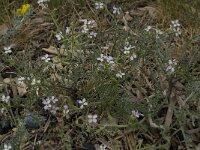 Malcolmia flexuosa 5, Saxifraga-Willem van Kruijsbergen